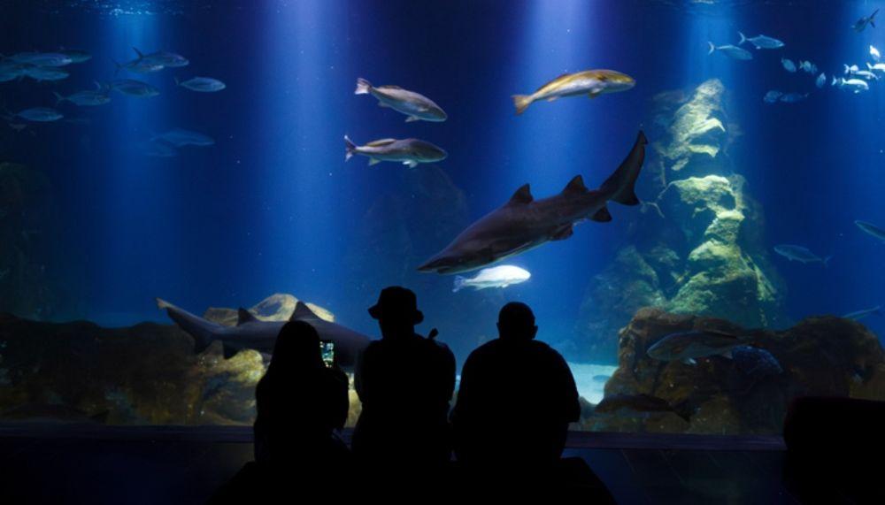 צילום של אקווריום ישראל