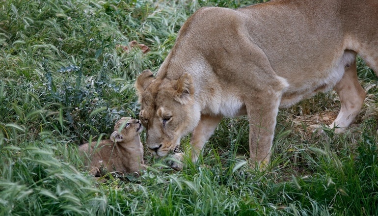 צילום של גן החיות התנ"כי